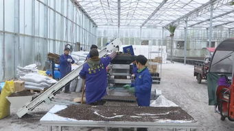 动态辣椒换种与工厂化育苗推动新蒲新区辣椒种植提质增效