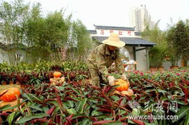东西湖特产亮相2009武汉花卉展，彰显地域特色