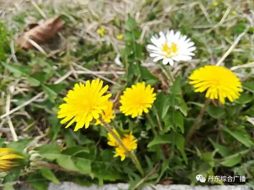 明日预告 随手拍花卉，天气助你定格花间美好