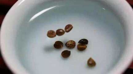 阳台种菜|在家这样种植空心菜, 易种易活！