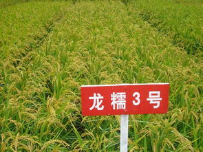 海量精选高清图片库 同江市春茂种业有限责任公司与花卉世界的视觉盛宴