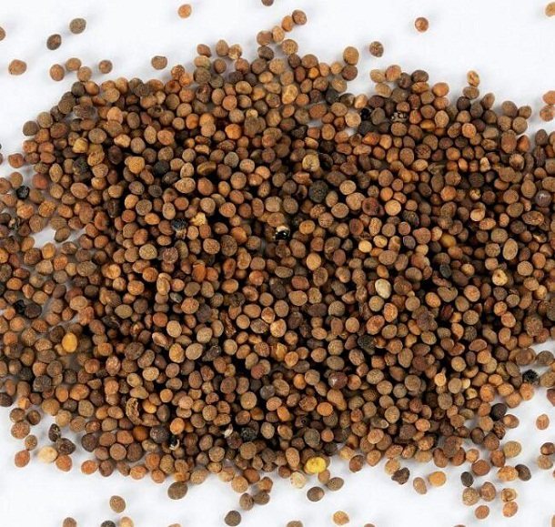 致命寄生与珍贵良药 从农田祸害到药典明珠的菟丝子