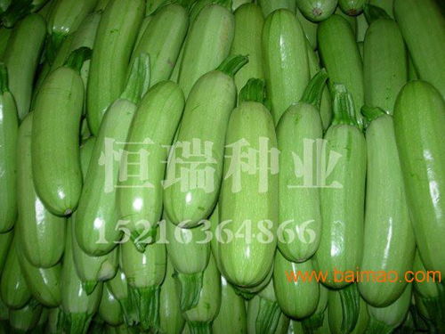 潍坊精品西葫芦种子批发指南 厂家、品种与价格全解析