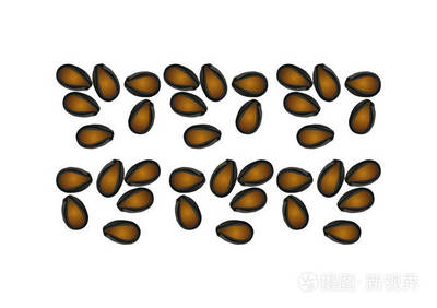 西瓜种子的奥秘 从微观矢量到生命起点