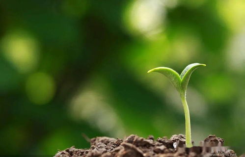 孝如春种 培补生命之根的深沉力量