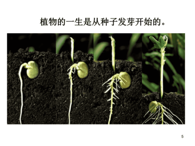 种子发芽与花卉生长的科学实验