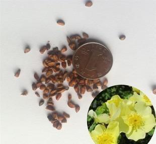 黄刺玫种子 从一包种到满园金黄的种植指南与选购建议