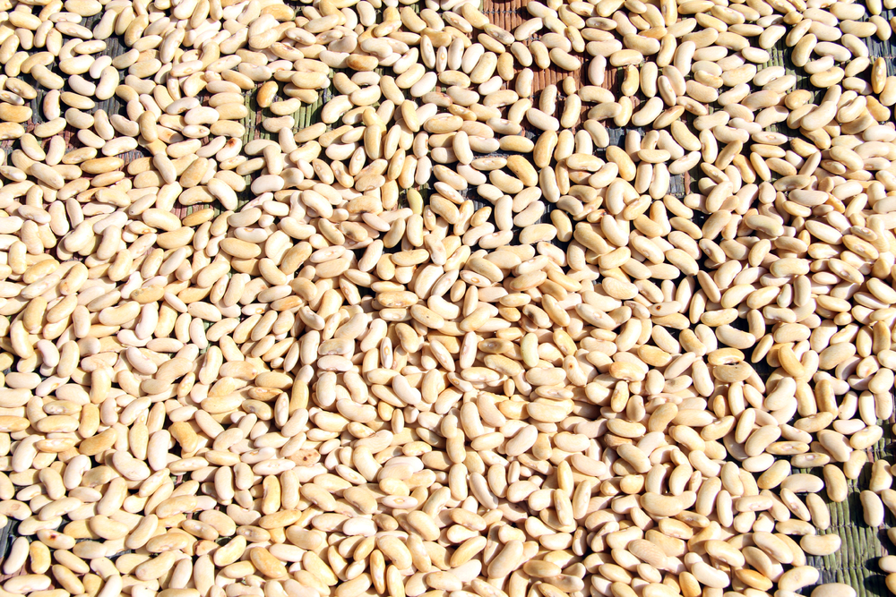 草席上的希望 干豆种子与花卉的乡村记忆