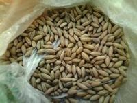 江苏省新世纪花木种子公司雪松供应