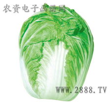 瓜果蔬菜种子产品大全